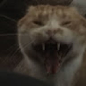 Meet your Posher, Elle